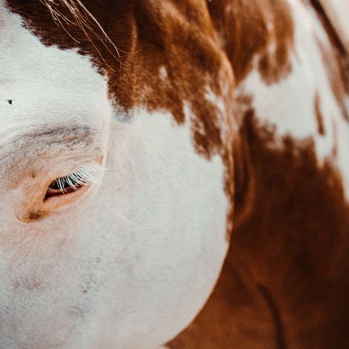 EQUINE