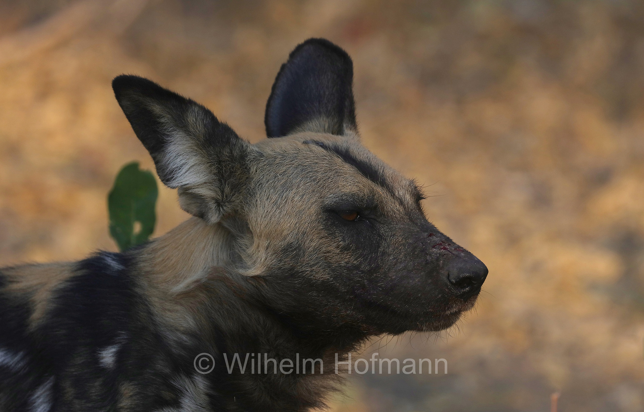 African wild dog, painted dog, Cape hunting dog, Afrikanischer Wildhund, licaone, cane selvatico africano, Lycaon pictus, Moremi Game Reserve, Moremi-Wildreservat, Okavango Delta, Okavango Grassland, Botswana, Republik Botsuana