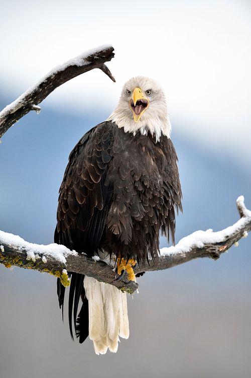 Best place for bald eagle photography workshop & guide tour in the US.  Located in the Midwest (Iowa & Illinois) and Alaska, United States.
