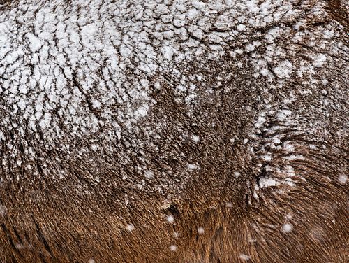 Cervus nippon yesoensis - Yezo sika deer