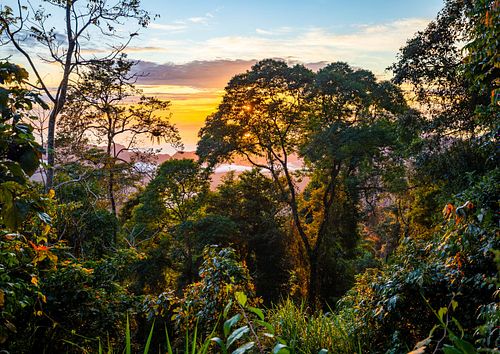 Rainforest at sunrise