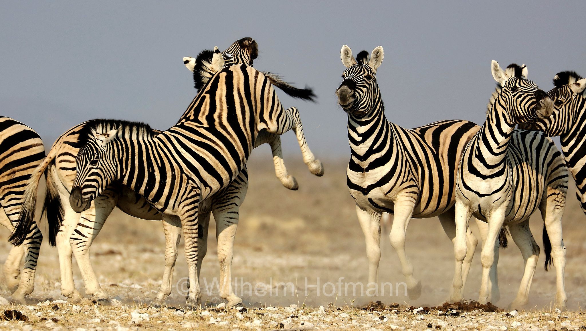 plains zebra, Steppenzebra, zebra di pianura, equus quagga, Etosha-Nationalpark, Etosha National Park, parco nazionale d'Etosha, Namibia