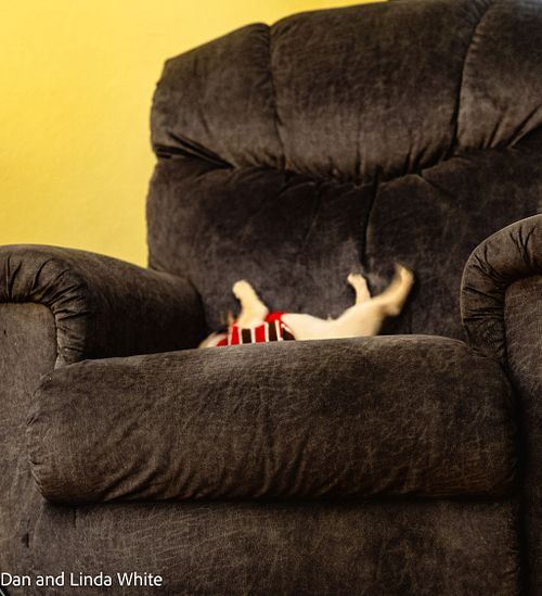 Think I'll Stretch out on the LA-Z-Boy