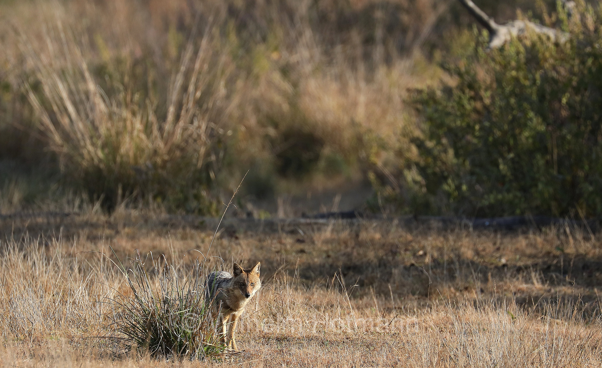 golden jackal, common jackal, Goldschakal, sciacallo, sciacallo dorato, Canis aureus, Kanha National Park, Kanha-Nationalpark, parco nazionale di Kanha, Madhya Pradesh, India, Indien