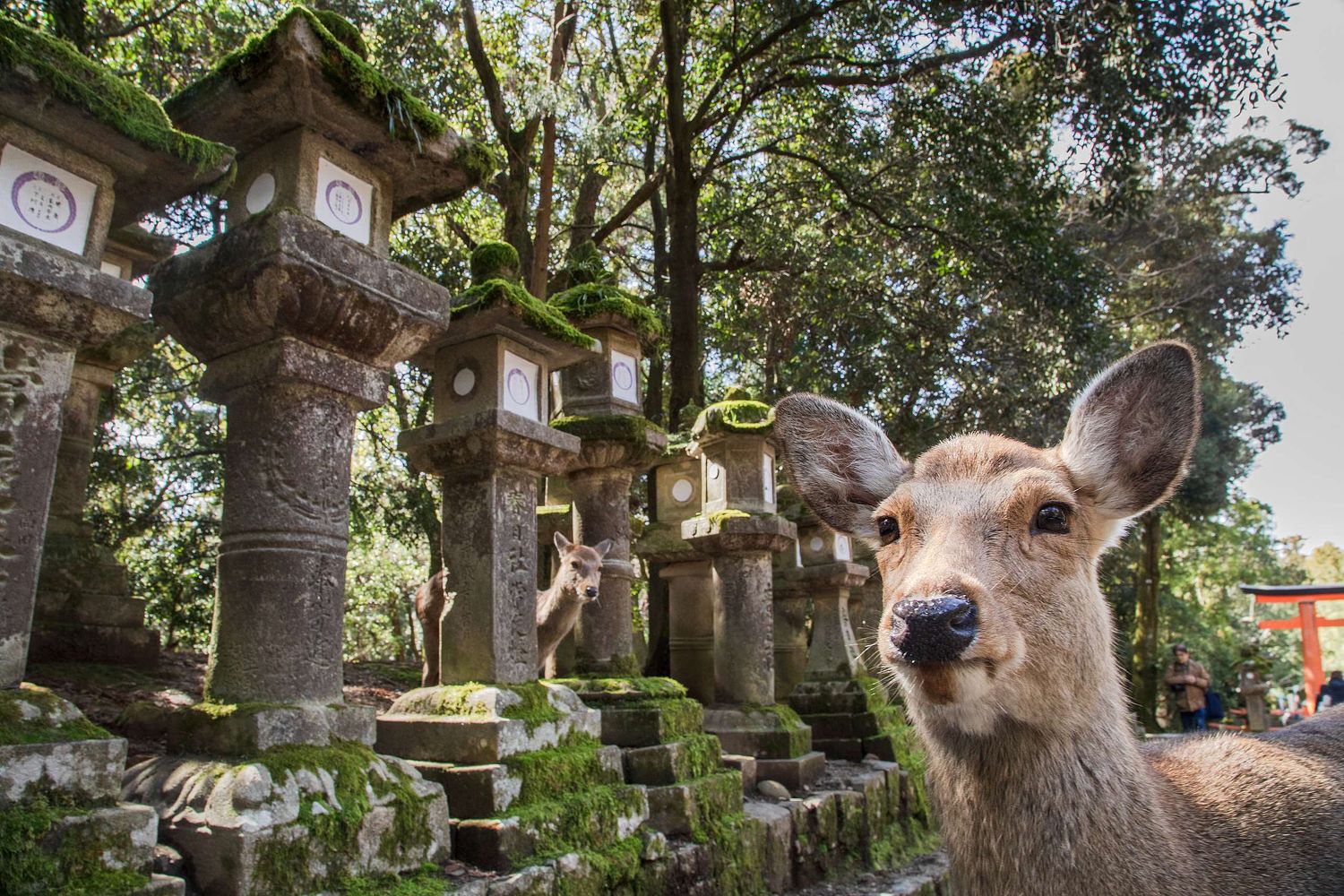 Cervus nippon centralis – Honshū-Sikahirsch