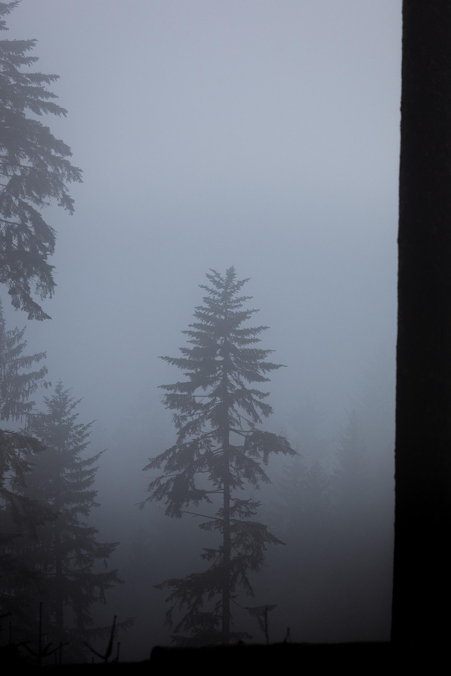 Alone tree in the mist