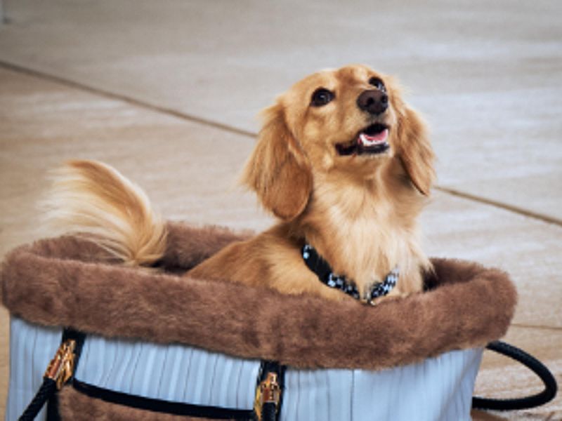 Everybody Loves KibbleTime: Part 1