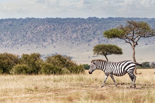 Zebra Walking Through Kenya Adfrica Field Alone