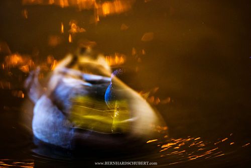 Anas platyrhynchos - Stockente