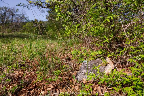 Lacerta viridis - European Green Lizard
