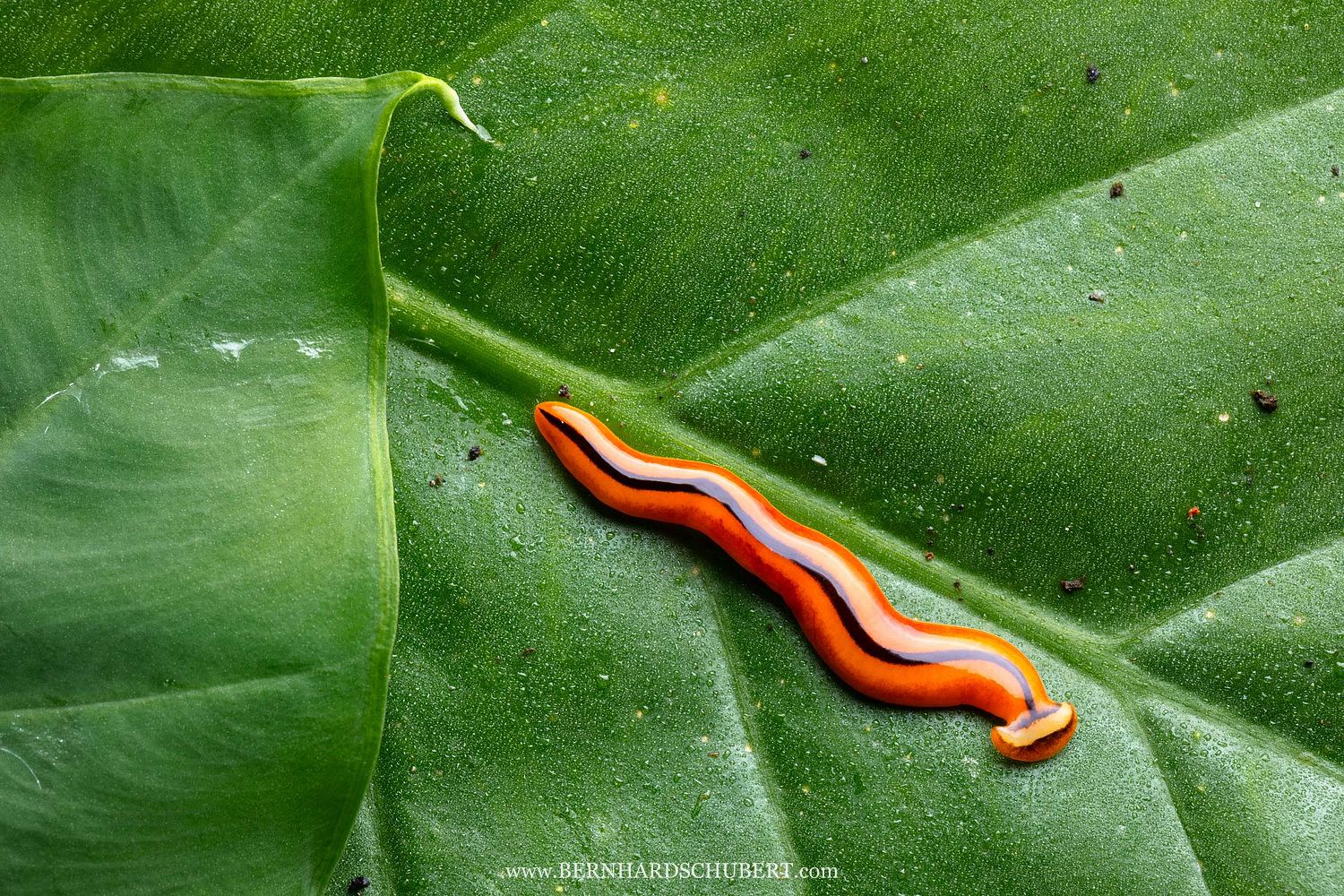 Bipalium sp. - Broadhead planaria