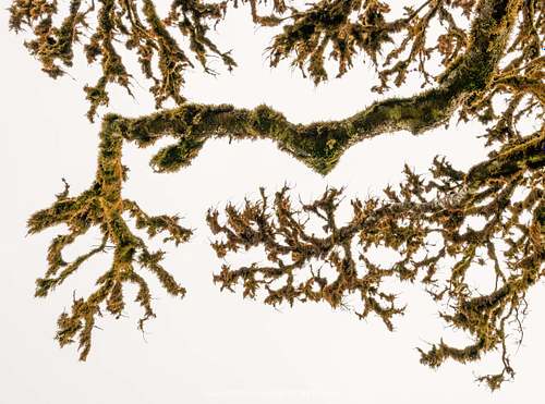 Dead branch of a laurel tree