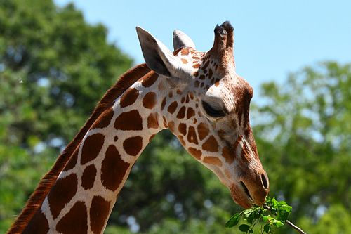 giraffe