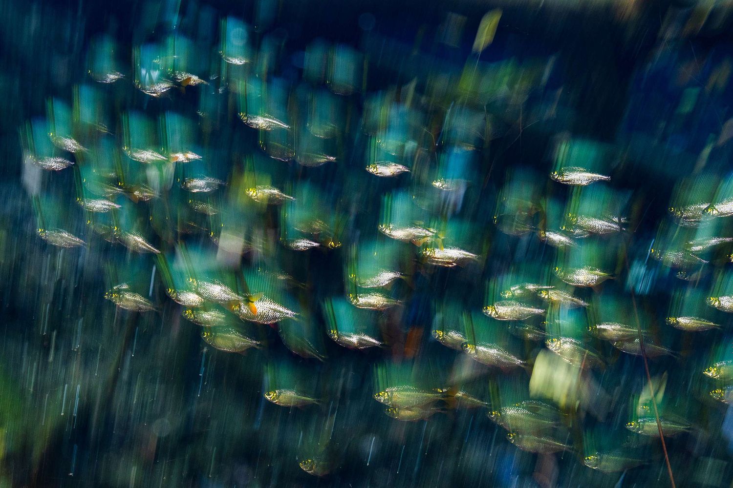 Fish impression
