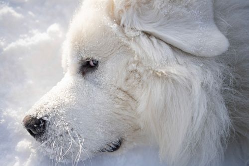 We are proud to present the best products that are specifically designed for Great Pyrenees Owners.