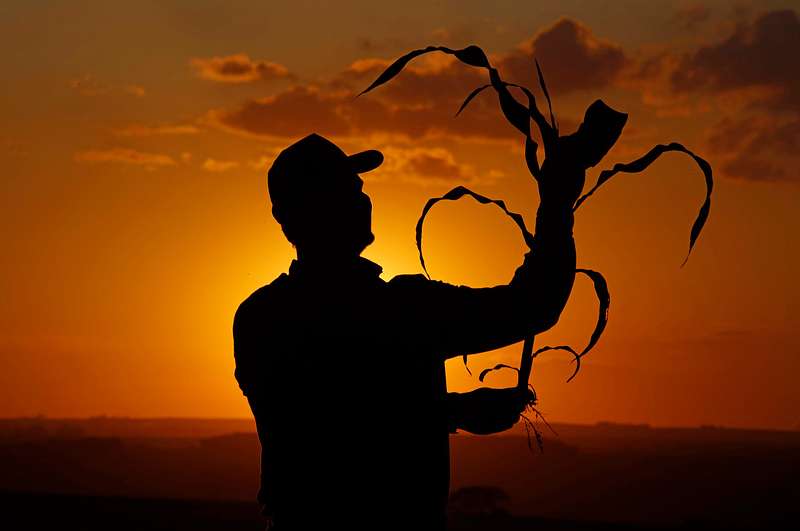 AGRONEGÓCIO - CEREALISTA SOLIMÃ