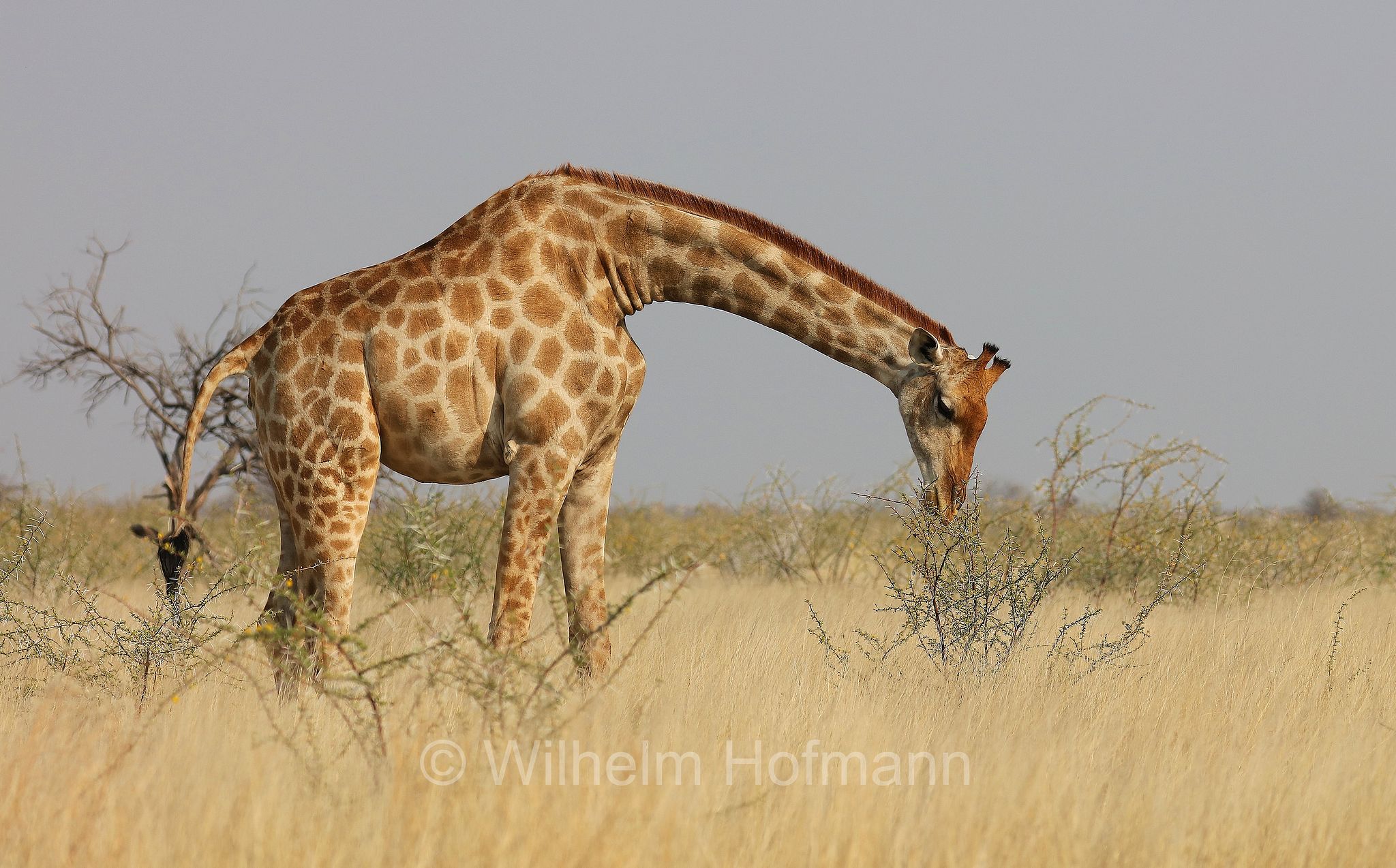 South African giraffe, Cape giraffe, Süd-Giraffe, giraffa meridionale, Giraffa giraffa, Etosha-Nationalpark, Etosha National Park, parco nazionale d'Etosha, Namibia