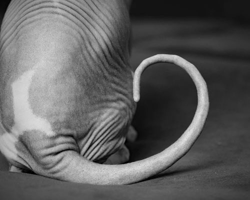 Let's book your cat's portrait session today!