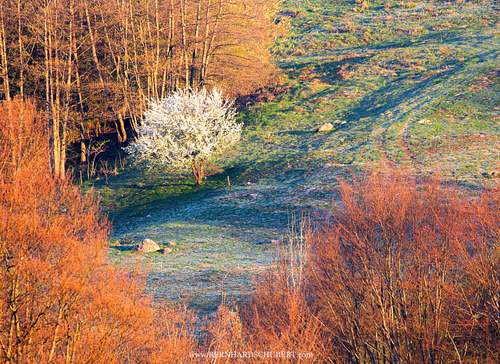Frosty morning in spring