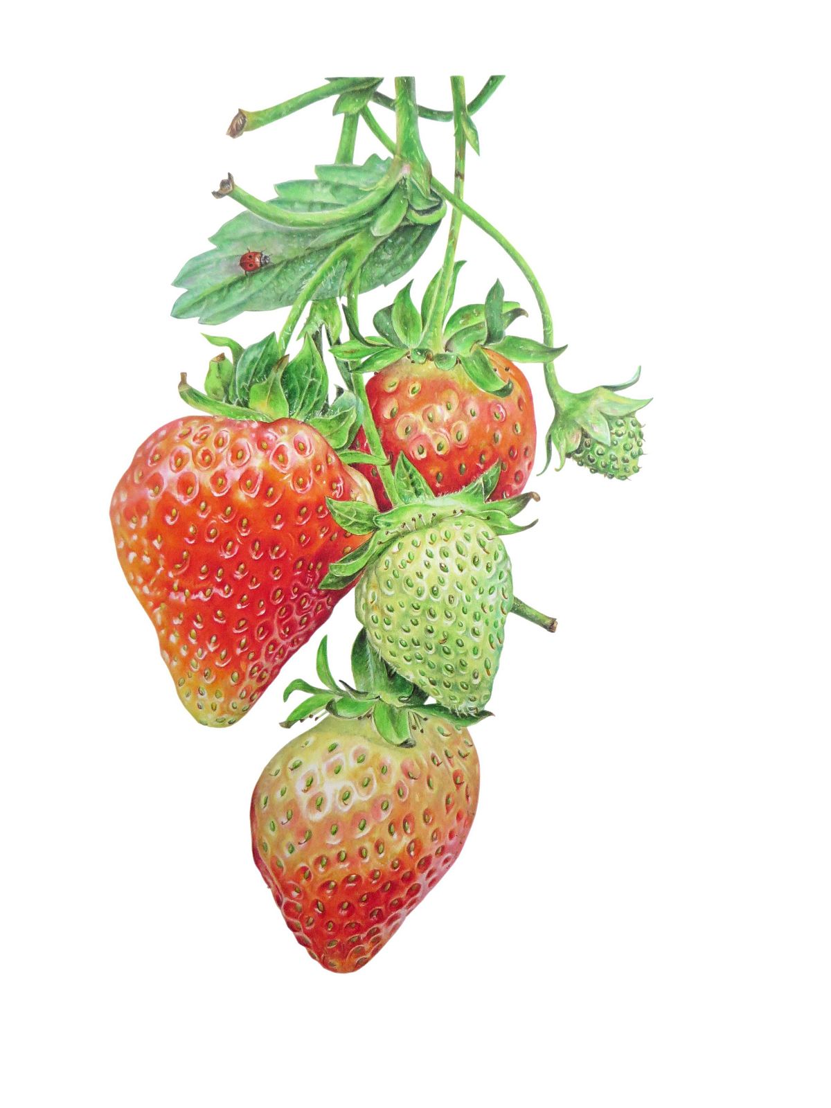 Botanical artwork of Strawberry "Fragaria x ananassa"