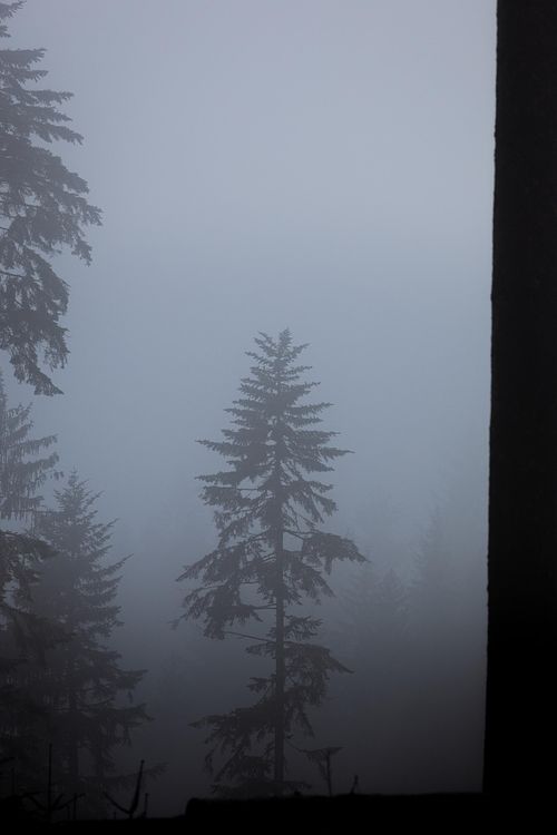Arbres noyés dans la brume.