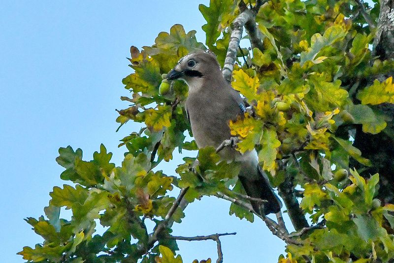 Pasknäär tammeoksal tammetõru nokavahel.