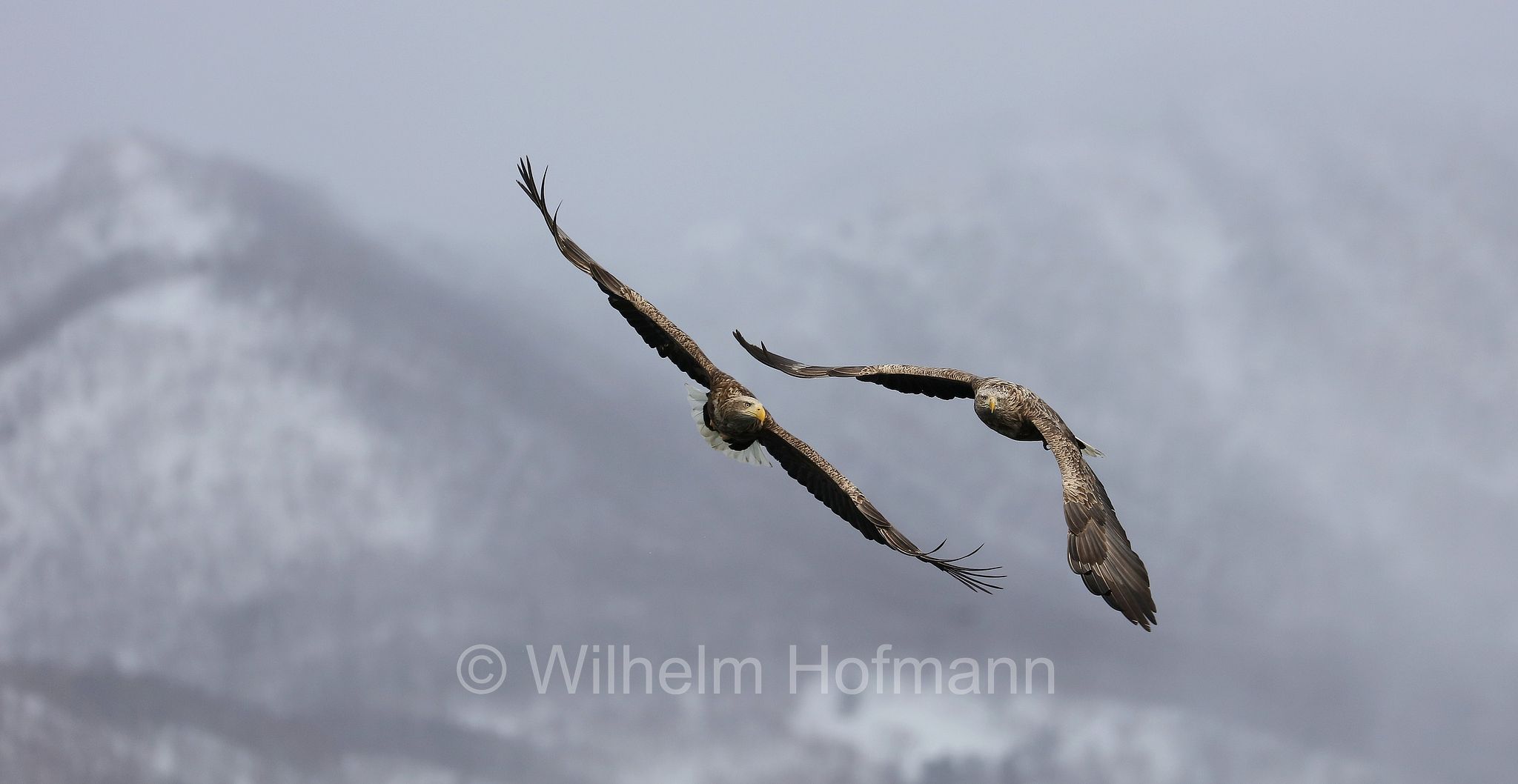 white-tailed eagle, white-tailed sea-eagle, ern, erne, gray sea eagle, Eurasian sea eagle, Seeadler, aquila di mare, aquila di mare codabianca, Rausu, penisola di Shiretoko, Shiretoko Peninsula, Shiretoko-Halbinsel, Hokkaidō, Hokkaido, Japan, Giappone