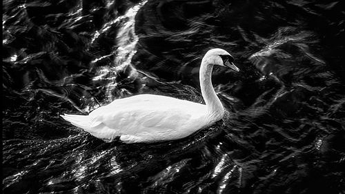 Black & White, flora, fauna, swan, bird, water, minimalist, contrast, monochromatic, stone, bridge, river, Clyde, Glasgow, Scotland, United Kingdom, UK, black & white