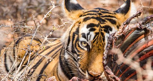 Wildlife