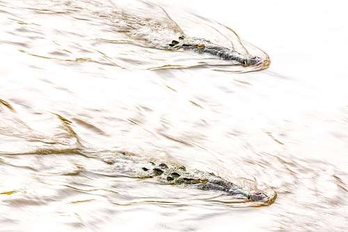 Crocodylus acutus - American crocodile