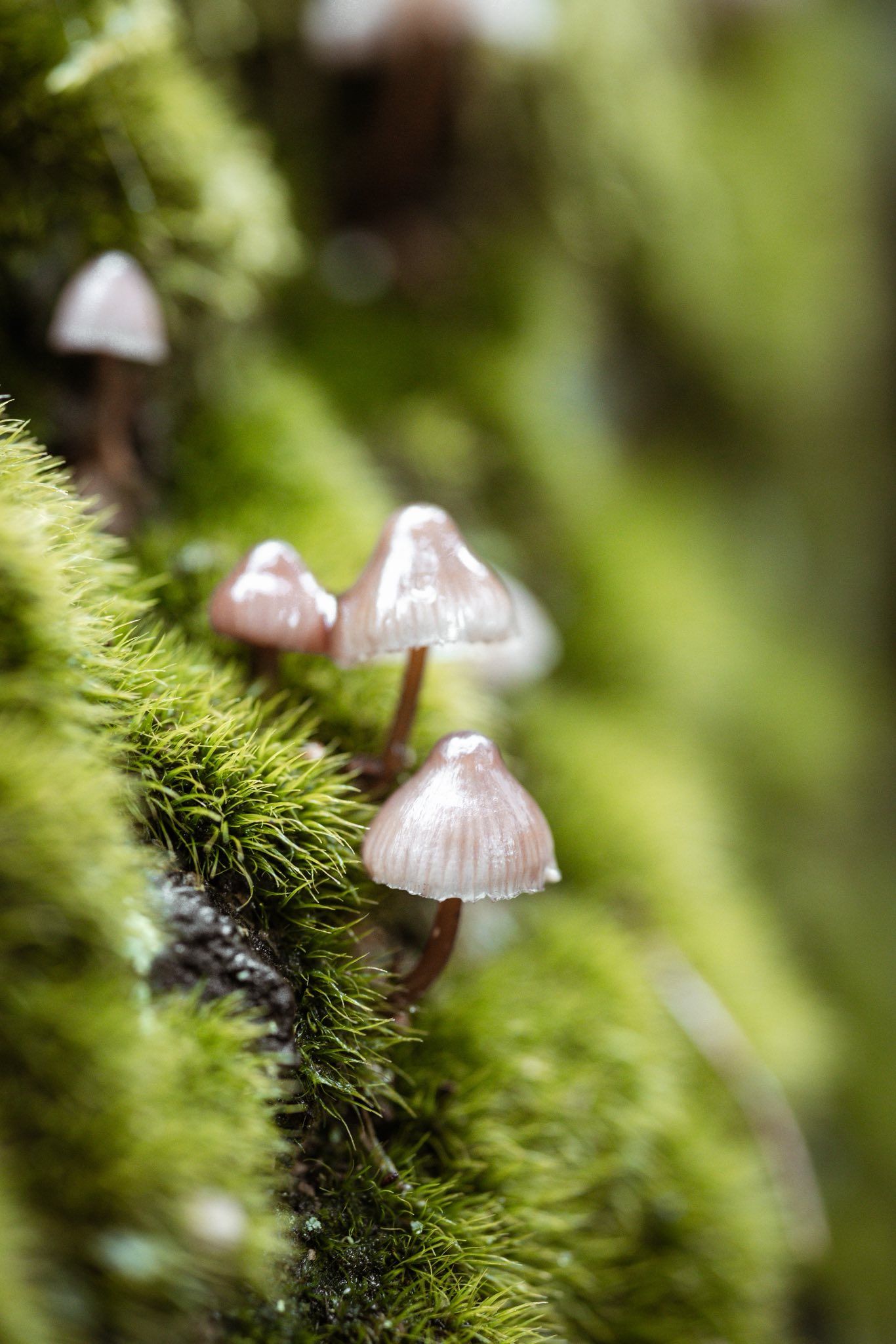 Bloomade Photography