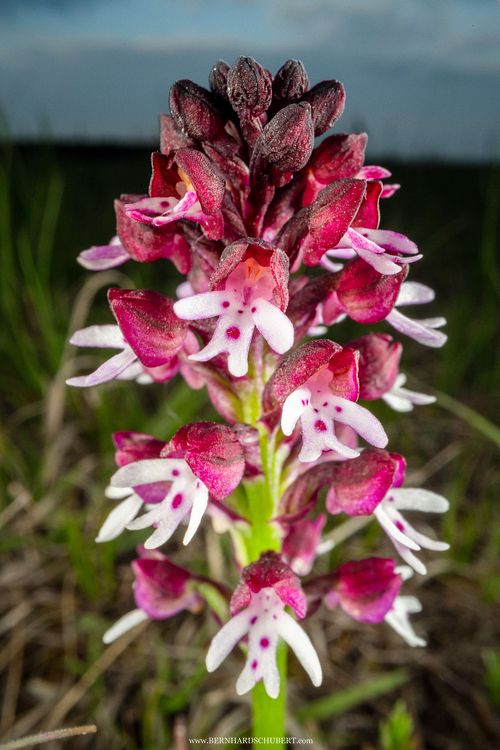 Neotinea ustulata - Burnt orchid