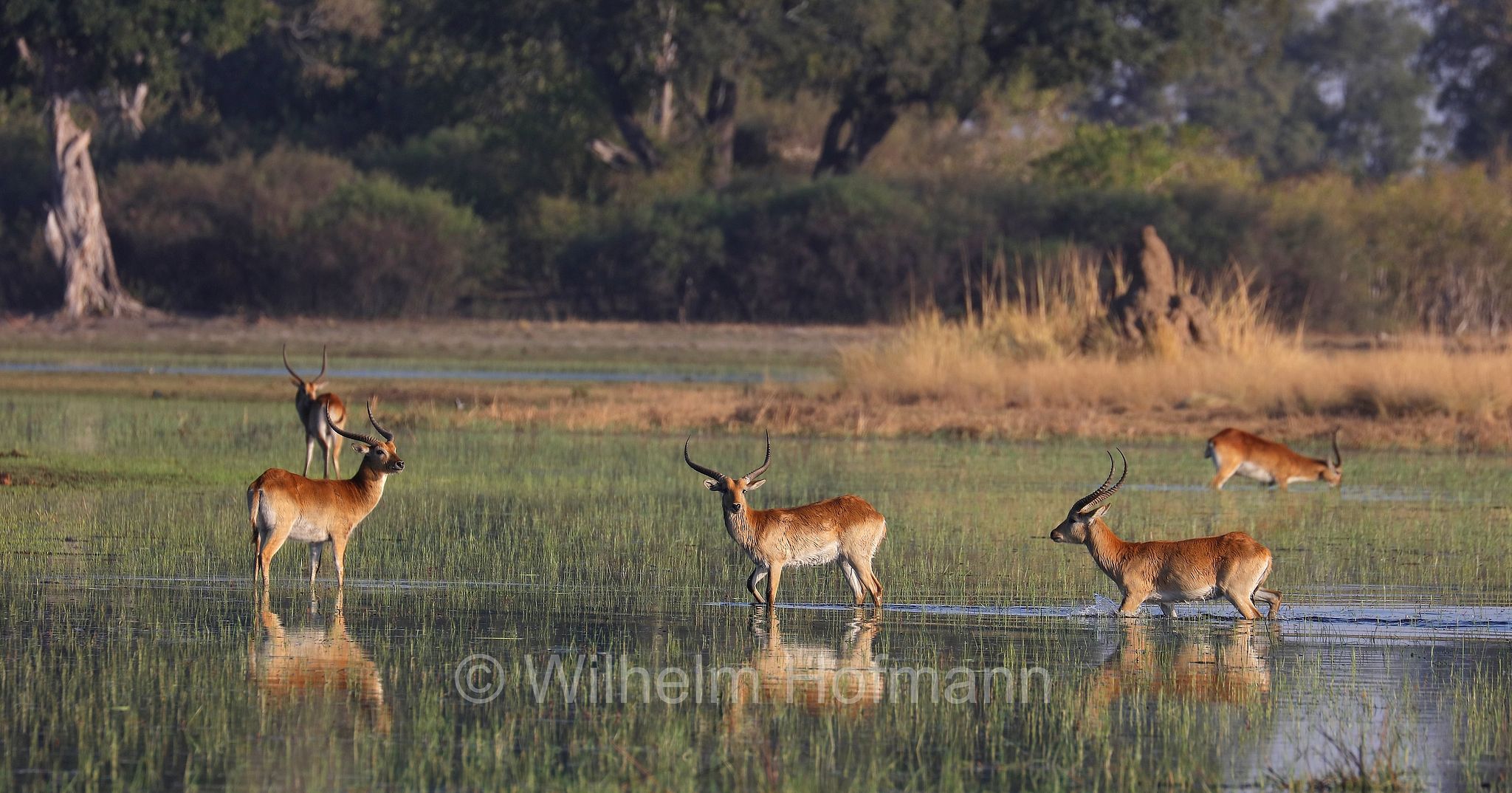 lechwe, red lechwe, southern lechwe, Letschwe, Litschi, Lechwe, Litschi-Moorantilope, lichi, Kobus leche﻿, Moremi Game Reserve, Moremi-Wildreservat, Okavango Delta, Okavango Grassland, Botswana, Republik Botsuana