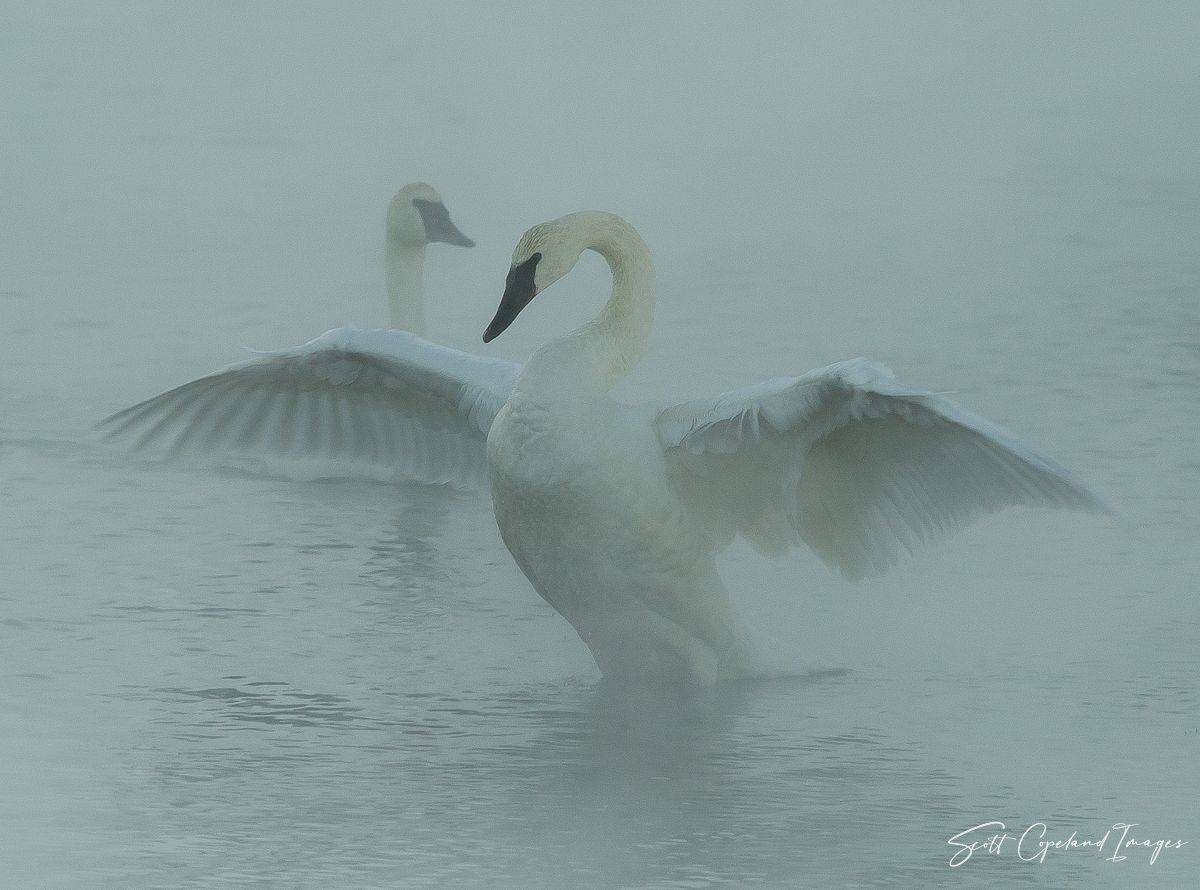 Swan Dance