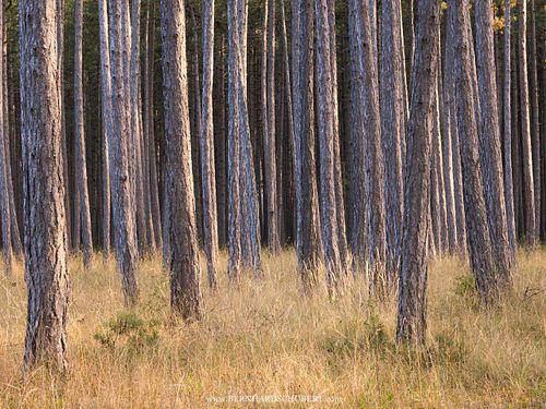 Pinus nigra – Schwarz-Kiefer