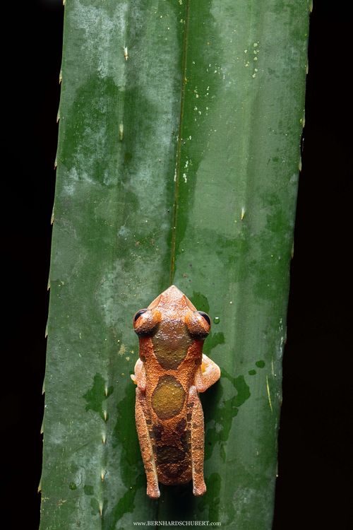 Leptomantis cf. gadingensis - Gunung Gading Tree Frog
