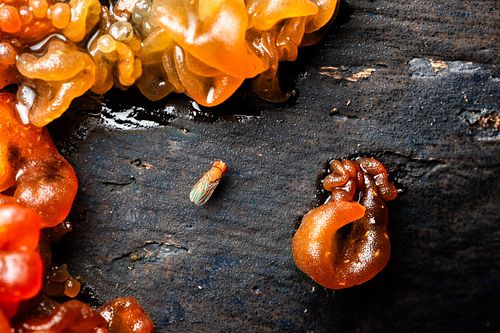 Drosophila sp. - Small fruit fly