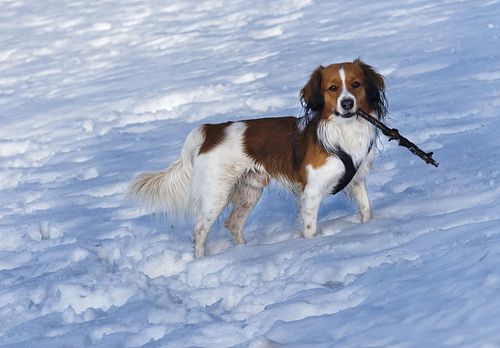 Kapelle Wilder Geschinen