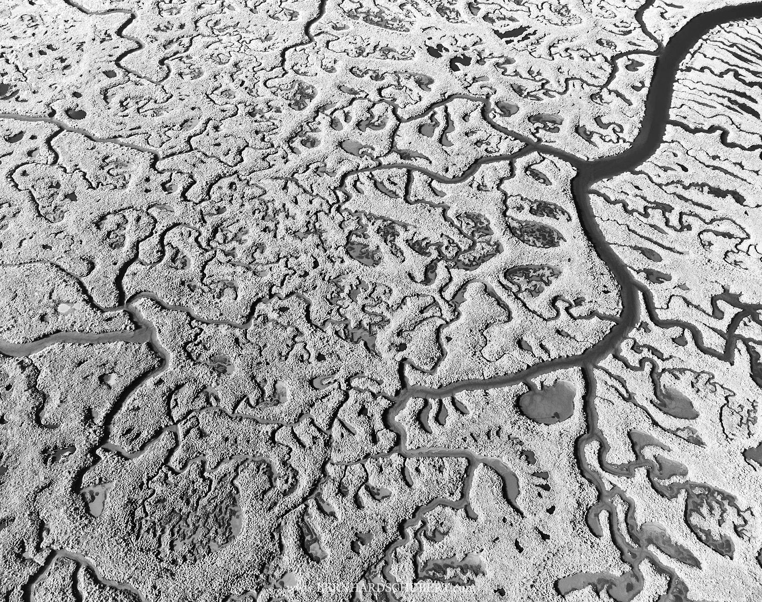 Swamp Pattern