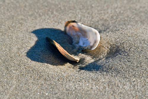 The Magic of Seashells: A Photographer’s Perspective