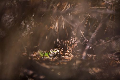 Lacerta viridis – Östliche Smaragdeidechse