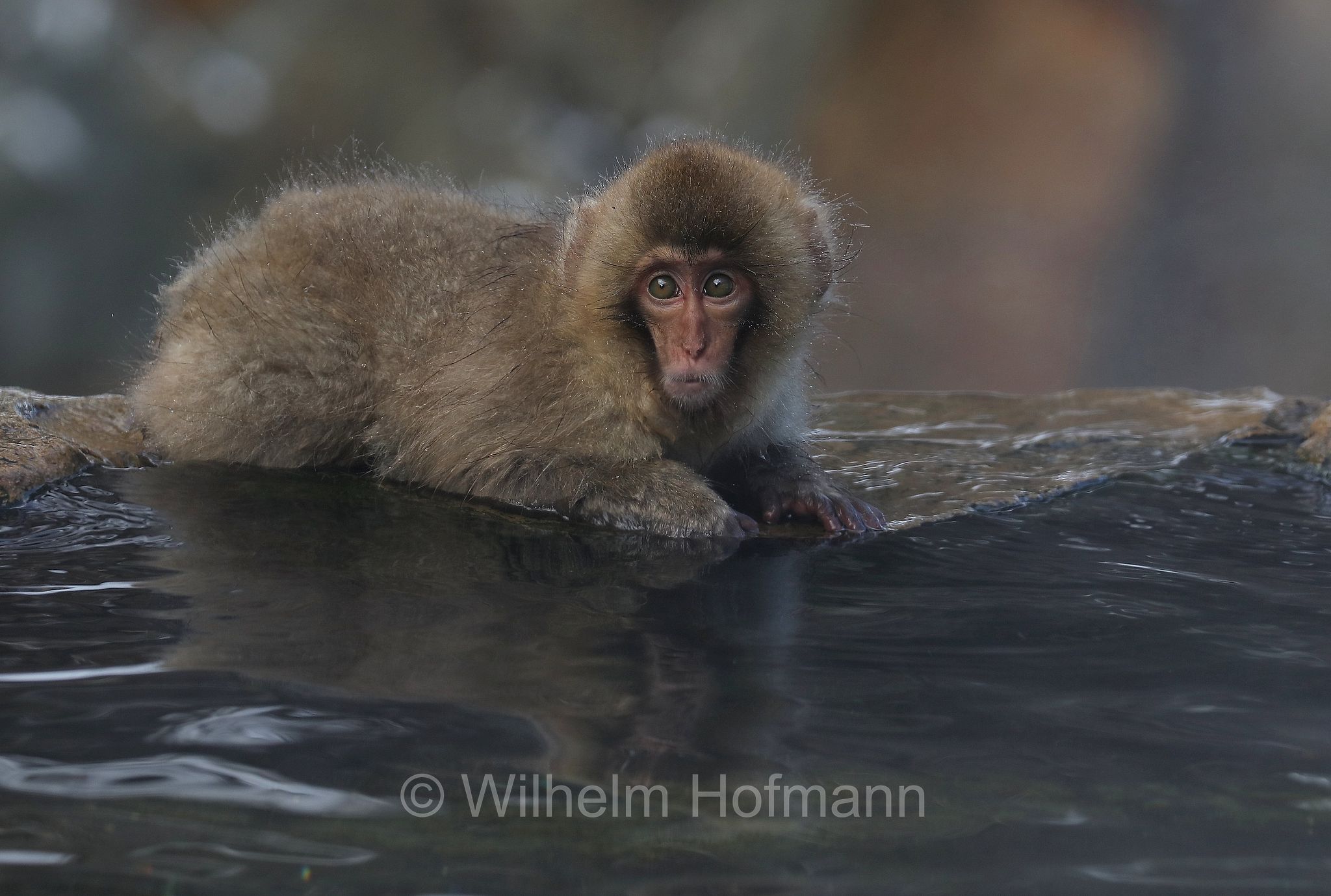 Japanese macaque, snow monkey, Nihonzaru, Japanmakak, Schneeaffe, Rotgesichtsmakake, macaco giapponese, macaco dalla faccia rossa, Macaca fuscata, Jigokudani Monkey Park, Jigokudani Yaen Kōen, Parco delle scimmie di Jigokudani, Nagano, Japan, Giappone