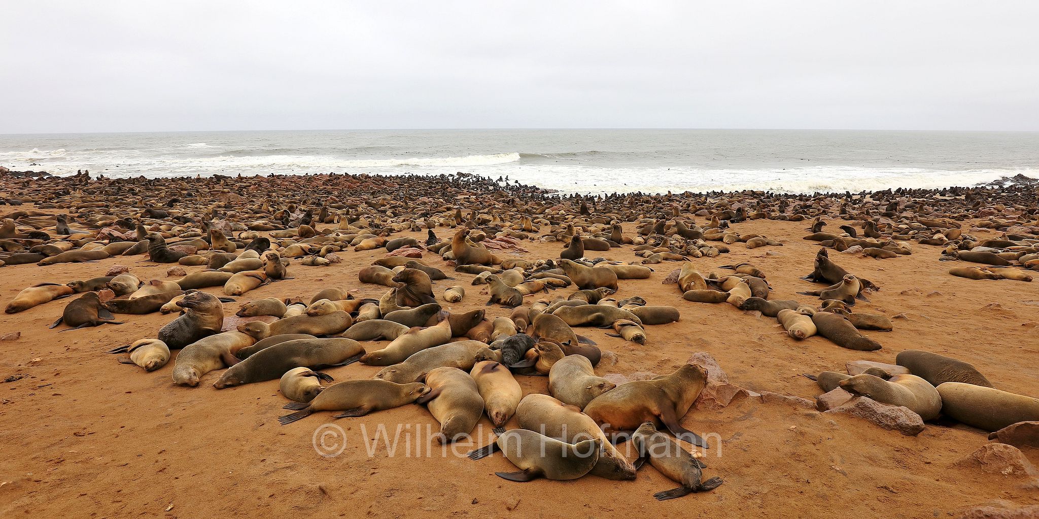 Arctocephalus pusillus, Cape fur seal, Afro-Australian fur seal, Südafrikanischer Seebär, otaria orsina del Capo, otaria orsina sudafricana, otaria orsina australiana, Cape Cross, Kreuzkap, Kaap Kruis, Skeleton Coast, Namibia