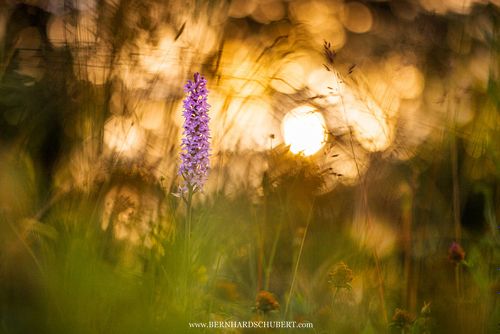 Dactylorhiza maculata subsp. fuchsii - Fuchs' Knabenkraut