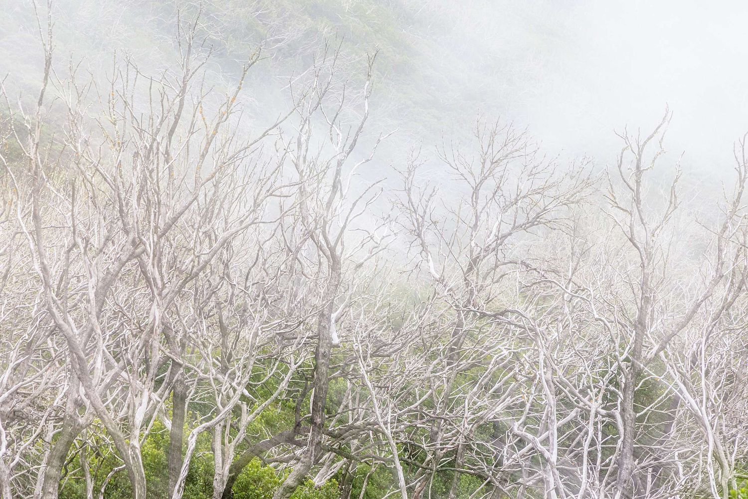 Burned forest impression