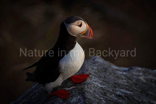 puffin in setting sun