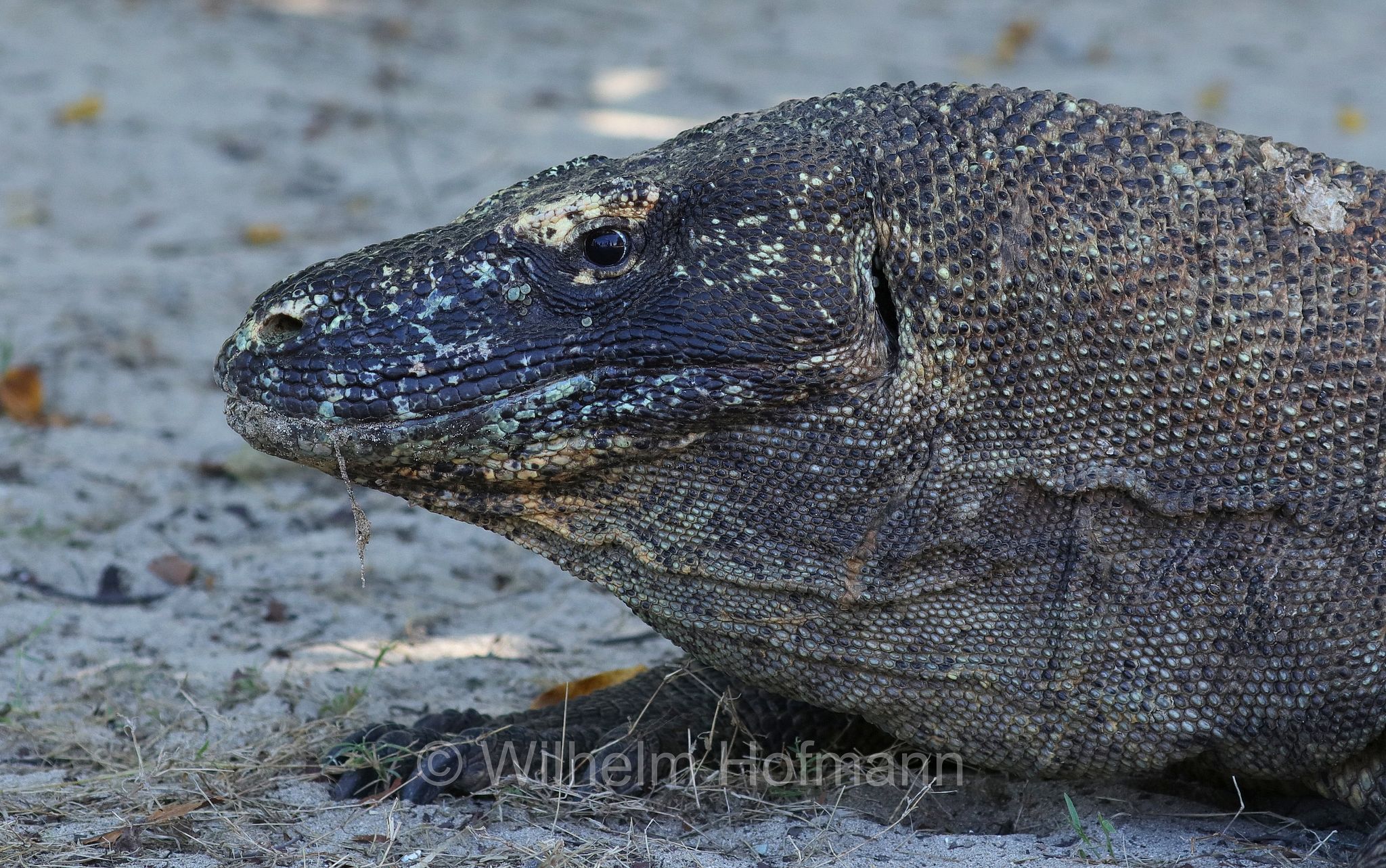 Komodo dragon, Komodo monitor, Komodowaran, Komododrache, varano di Komodo, drago di Komodo, Varanus komodoensis, Komodo Island, Komodo, Lesser Sunda Islands, Kleine Sundainseln, Piccole Isole della Sonda, Nusa Tenggara Islands, Kepulauan Nusa Tenggara, Indonesia, Indonesien