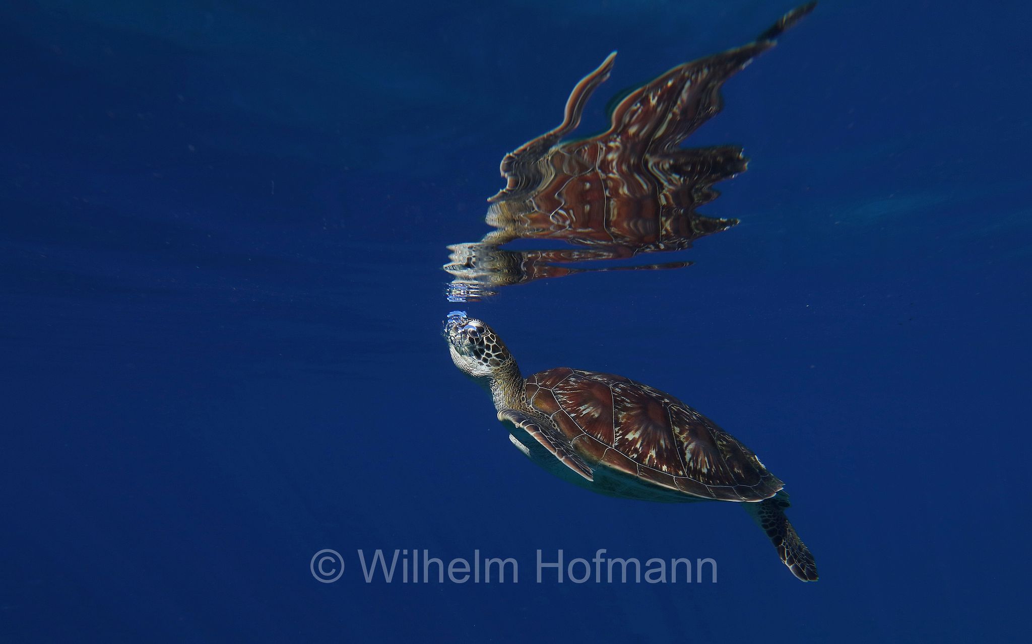 green sea turtle, green turtle, black sea turtle, Pacific green turtle, Grüne Meeresschildkröte, tartaruga verde, Chelonia mydas, Komodo Islands, Komodo, Lesser Sunda Islands, Kleine Sundainseln, Piccole Isole della Sonda, Nusa Tenggara Islands, Kepulauan Nusa Tenggara, Indonesia, Indonesien﻿, Mawan