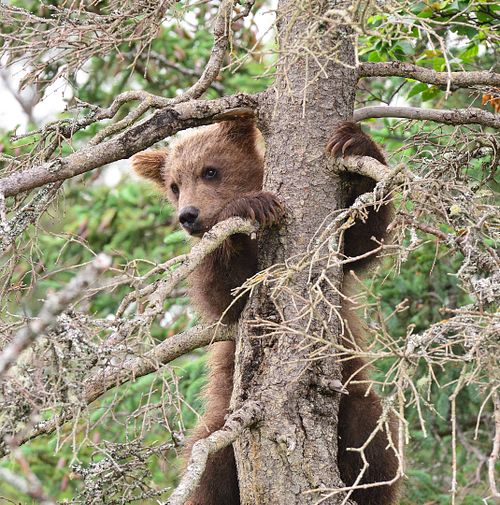 Best place for bear photography workshop & tour in the US.  Located in Katmai National Park, Brooks Camp, Brooks Falls, & Kodiak, Alaska, United States.