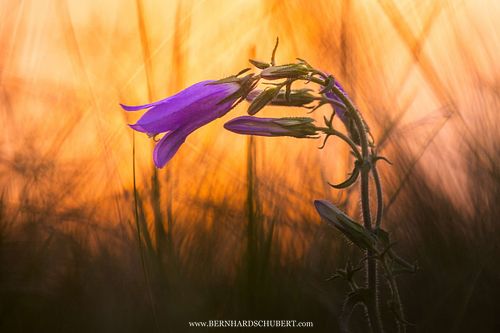 Campanula sibirica - Siberial bellflower